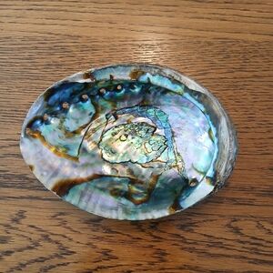Abalone Shell 🔥💎
